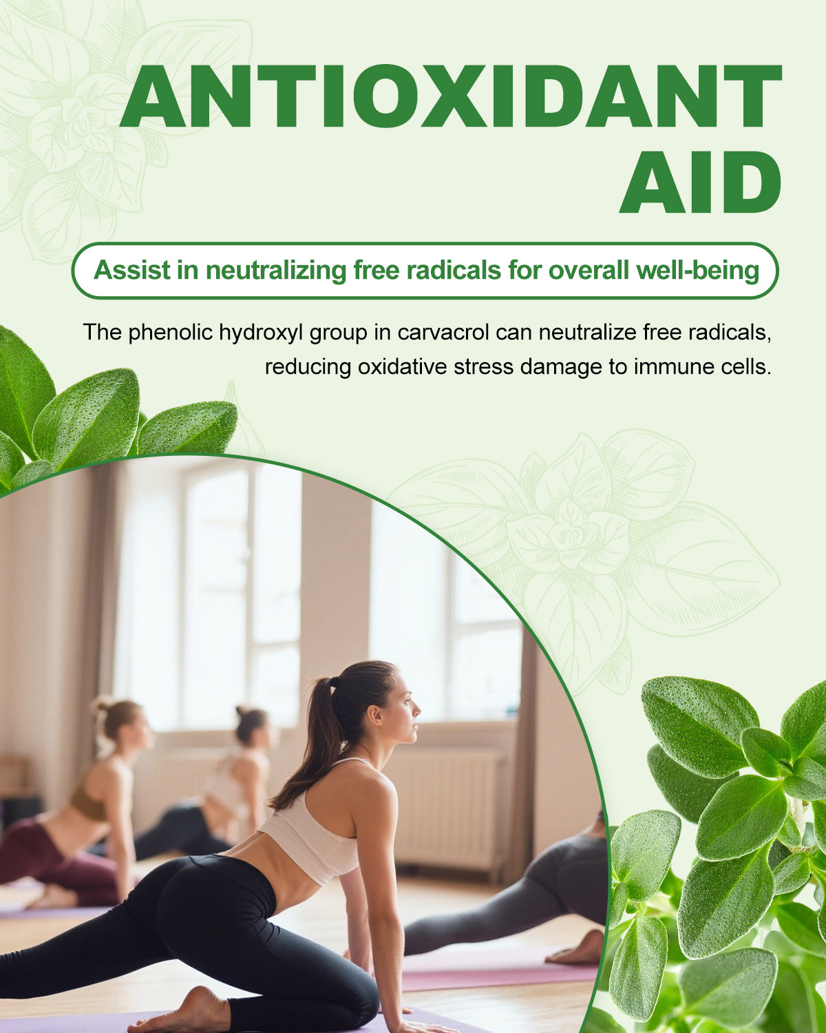 Oil of Oregano Drops(1 FL OZ)